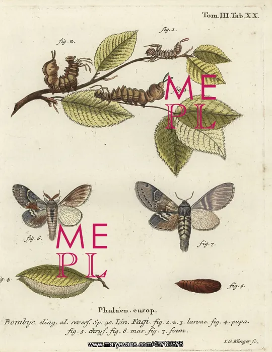 : Lobster moth, Stauropus fagi : Lobster moth, Stauropus fagi