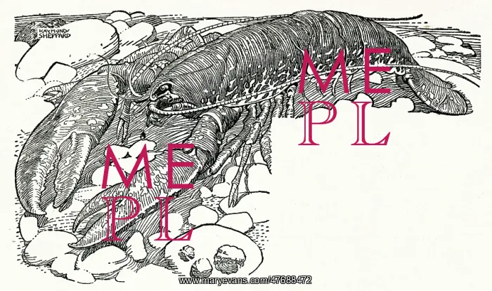 : Lobster in a rock pool : Lobster in a rock pool