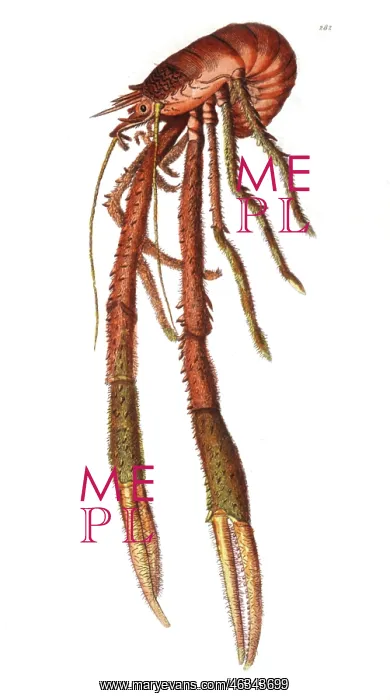 : Lobster - Shellfish - Seafood - Nature Claw : Lobster - Shellfish - Seafood - Nature Claw