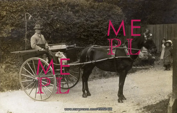: The Local Country Squire - out for a ride in his trap : The Local Country Squire - out for a ride in his trap