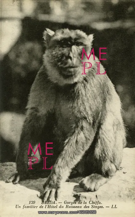 : A local of the Hotel, Monkey Creek, Chiffa Gorge : A local of the Hotel, Monkey Creek, Chiffa Gorge