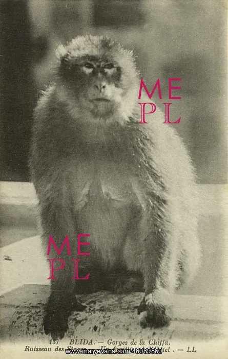 : A local of the Hotel, Monkey Creek, Chiffa Gorge : A local of the Hotel, Monkey Creek, Chiffa Gorge