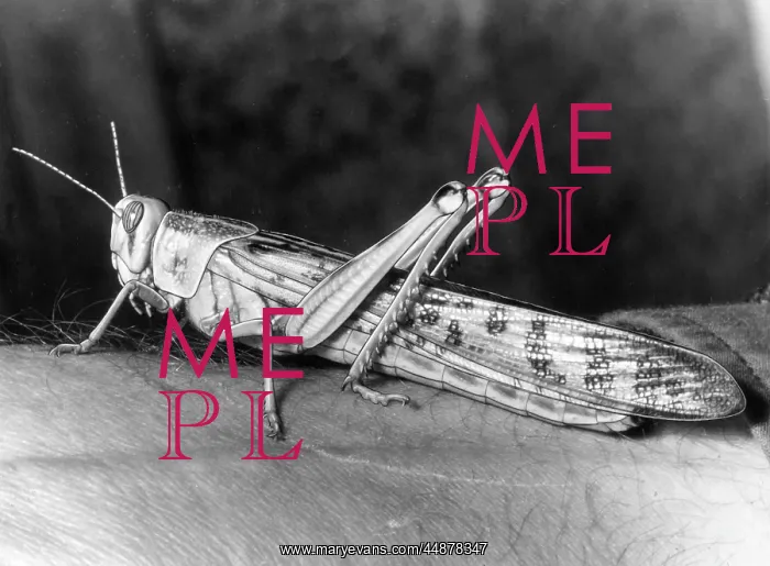 : LOCUST ON AN ARM : LOCUST ON AN ARM