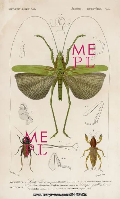 : LOCUST (COLOUR PRINT) : LOCUST (COLOUR PRINT)
