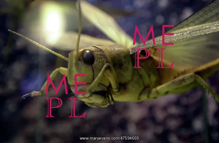 : Locust model : Locust model
