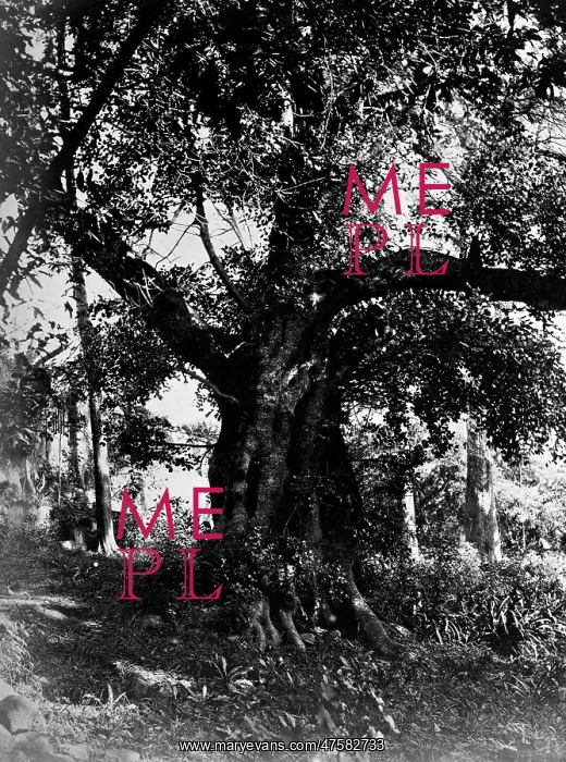 : Locust Tree, Tenerife 1873 : Locust Tree, Tenerife 1873