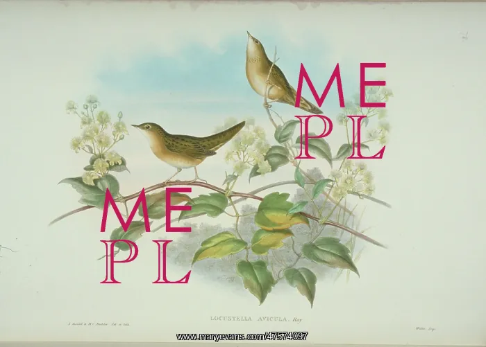 : Locustella naevia, grasshopper warbler : Locustella naevia, grasshopper warbler