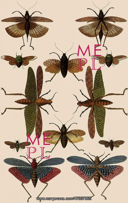: Locusts and Grasshoppers : Locusts and Grasshoppers