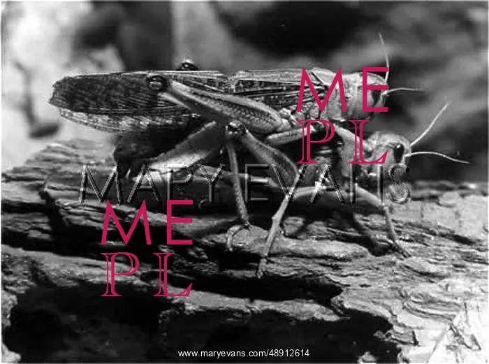  : LOCUSTS MATING
