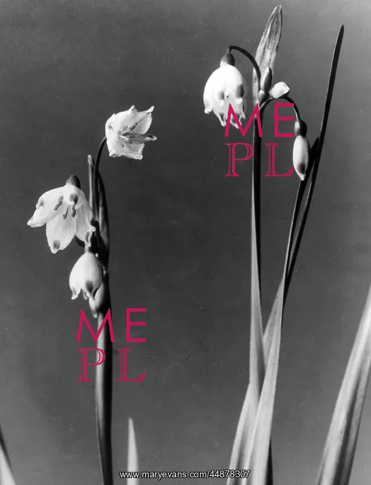 : LODDON LILY : LODDON LILY