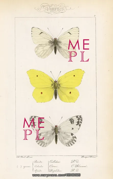 : Lofty bath white, brimstone and bath white : Lofty bath white, brimstone and bath white