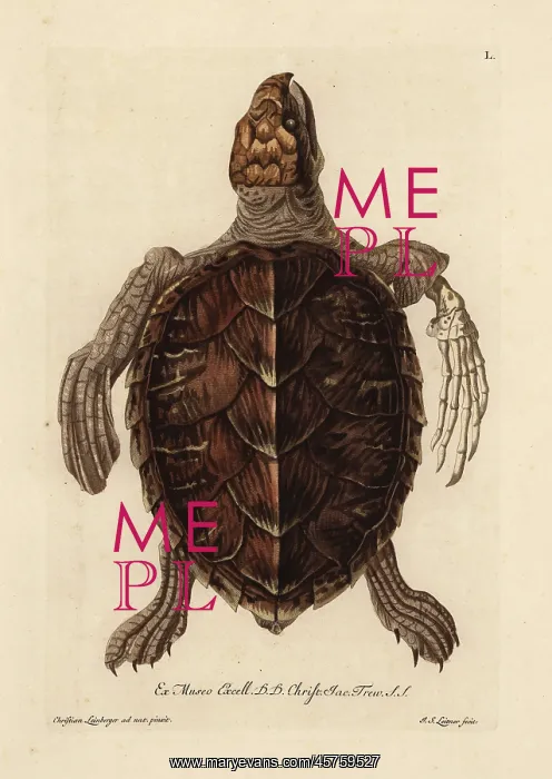 : Loggerhead sea turtle, Caretta caretta : Loggerhead sea turtle, Caretta caretta
