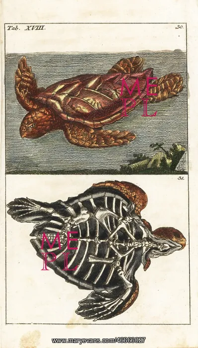 : Loggerhead sea turtle, Caretta caretta, and skeleton of same : Loggerhead sea turtle, Caretta caretta, and skeleton of same