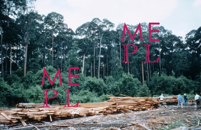 : Logging operations in Brunei : Logging operations in Brunei