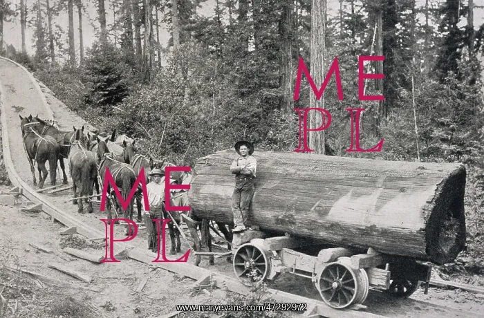 : Logging Railway - 1904 : Logging Railway - 1904