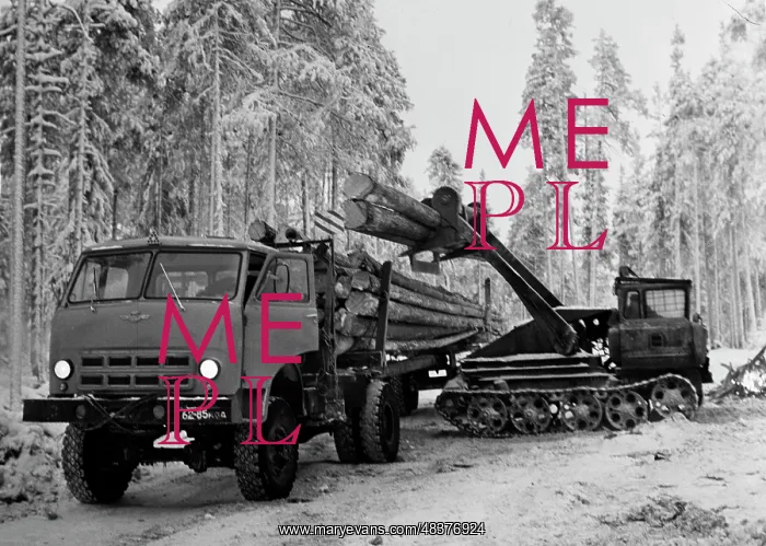 : Logs loaded into trucks : Logs loaded into trucks