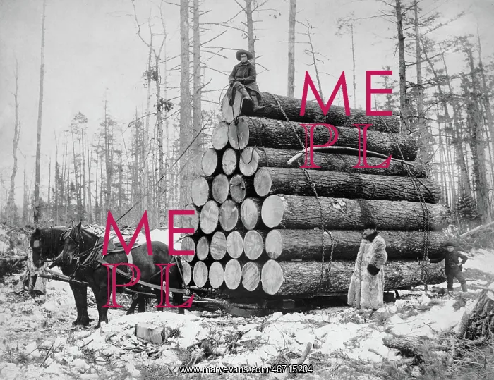 : Logs - Logging - Industry - Wood - People : Logs - Logging - Industry - Wood - People