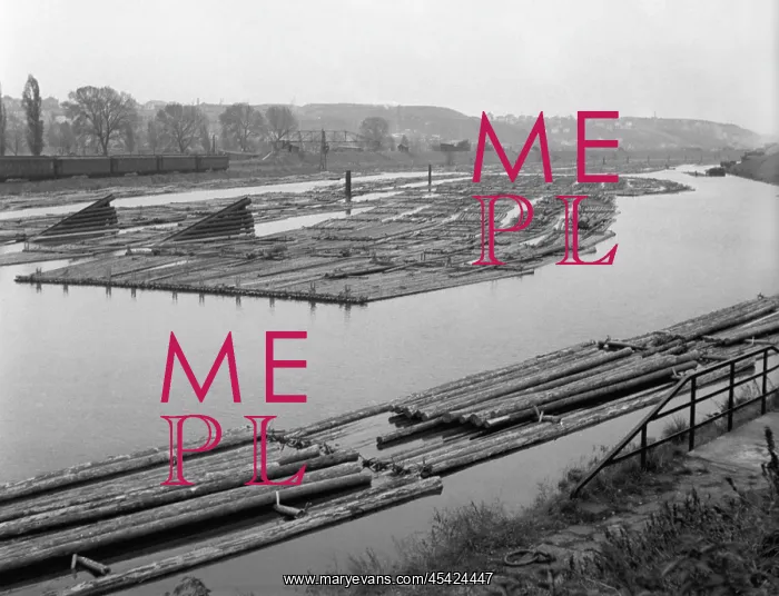 : Logs - pine - Vltava River : Logs - pine - Vltava River