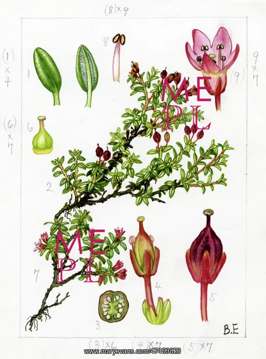 : Loiseleuria procumbens - alpine- azalea : Loiseleuria procumbens - alpine- azalea