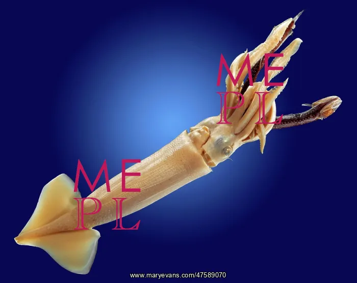 : Loligo sp. squid : Loligo sp. squid