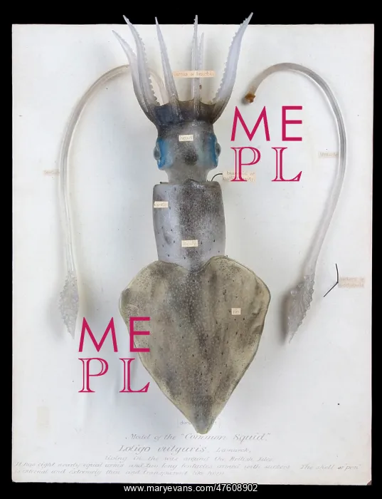 : Loligo vulgaris, squid : Loligo vulgaris, squid
