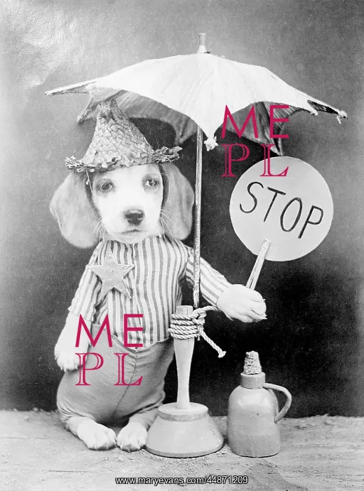 : LOLLIPOP DOG : LOLLIPOP DOG