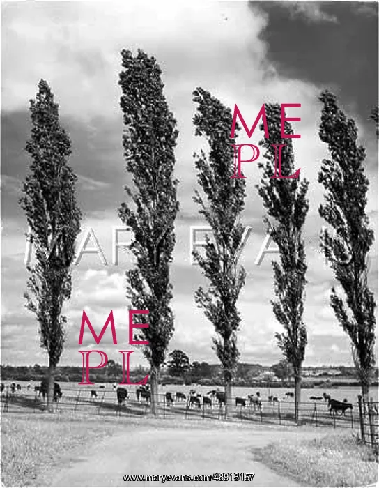 : LOMBARDY POPLARS : LOMBARDY POPLARS