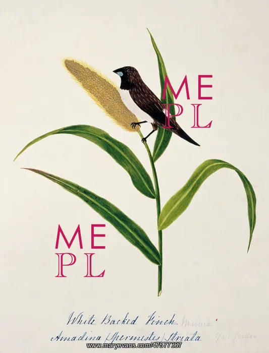 : Lonchura striata, white-rumped munia : Lonchura striata, white-rumped munia