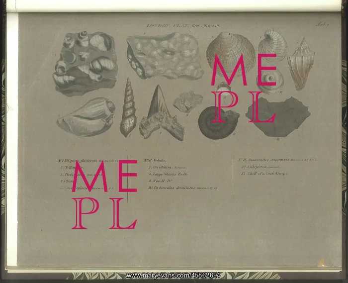 : London Clay fossils : London Clay fossils