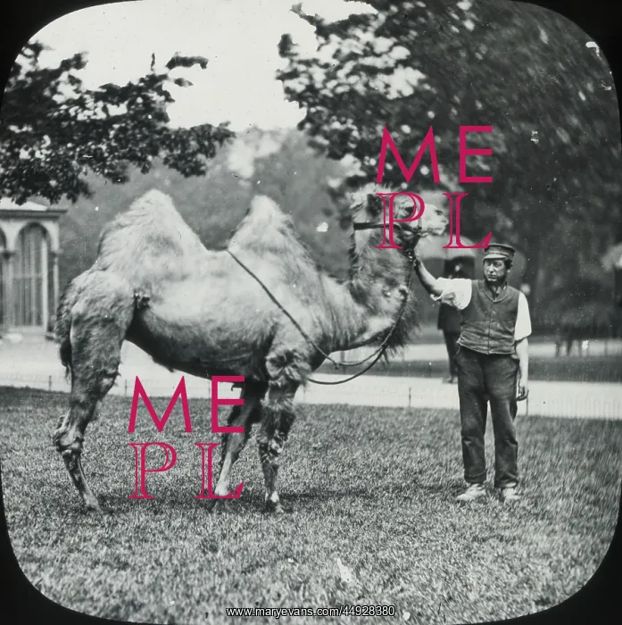 : London, England - Camel : London, England - Camel