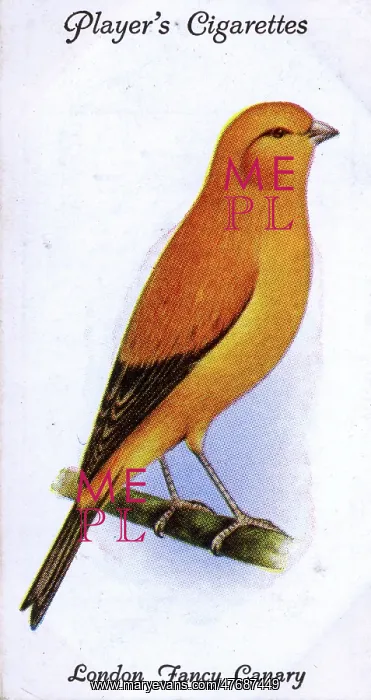  : London Fancy Canary