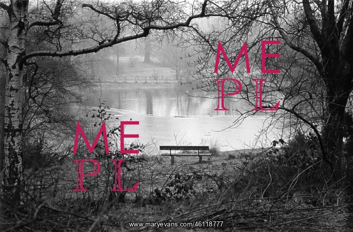: Lonely bench overlooking pond in a misty park : Lonely bench overlooking pond in a misty park