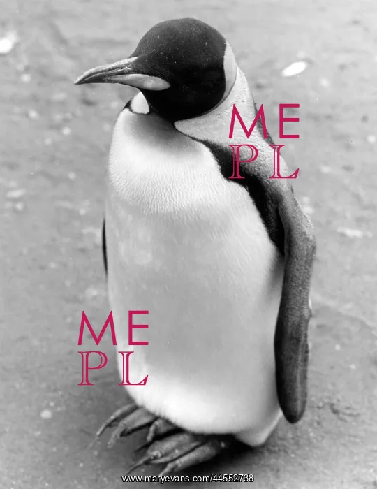  : LONELY PENGUIN
