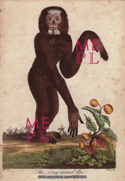 : Long-armed ape, Hylobates species : Long-armed ape, Hylobates species