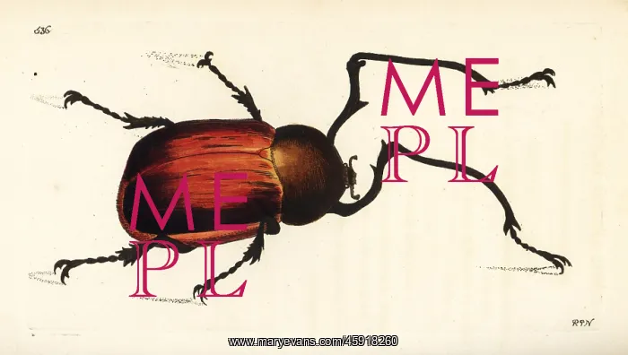 : Long-armed chafer beetle, Euchirus longimanus : Long-armed chafer beetle, Euchirus longimanus