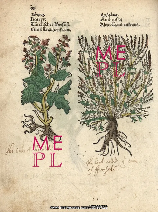 : Long-beaked stork's bill and ragwort : Long-beaked stork's bill and ragwort