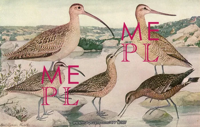  : Long-Billed Birds