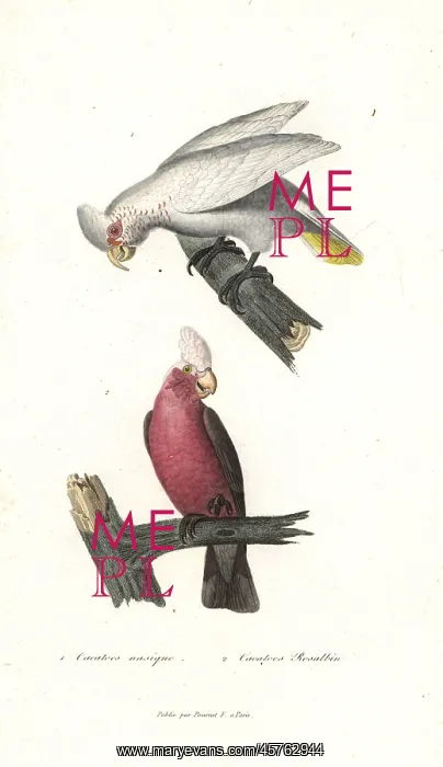 : Long-billed corella and galah : Long-billed corella and galah