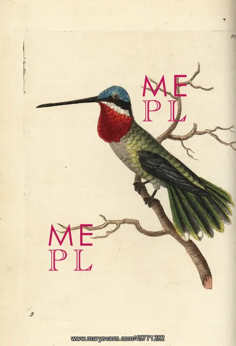 : Long-billed starthroat hummingbird, Heliomaster longirostris : Long-billed starthroat hummingbird, Heliomaster longirostris