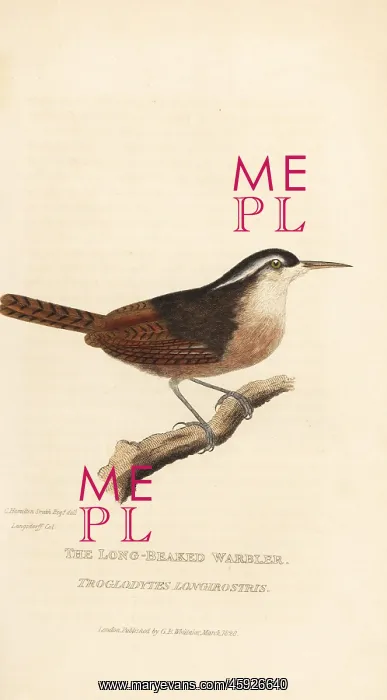  : Long-billed wren, Cantorchilus longirostris