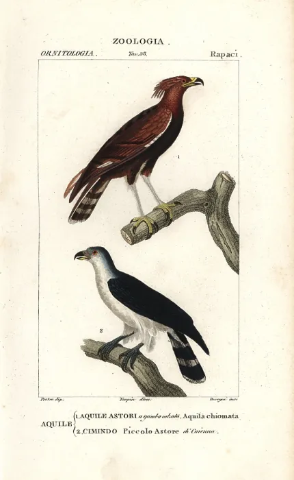 : Long-crested eagle, Lophaetus occipitalis : Long-crested eagle, Lophaetus occipitalis