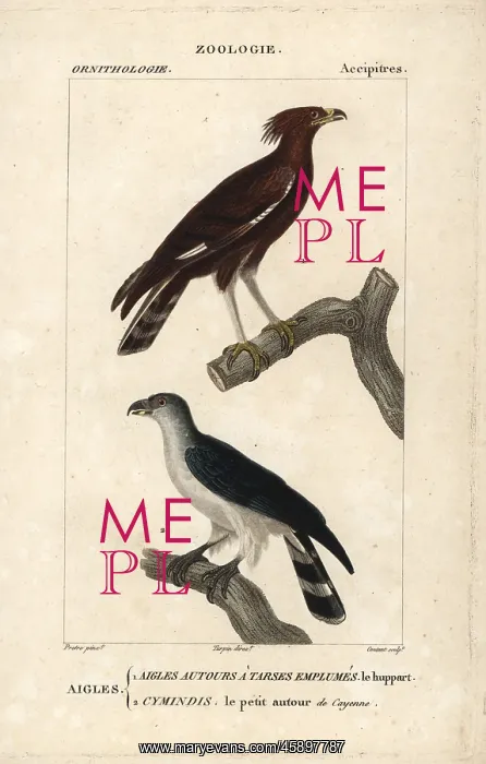 : Long-crested eagle, Lophaetus occipitalis : Long-crested eagle, Lophaetus occipitalis