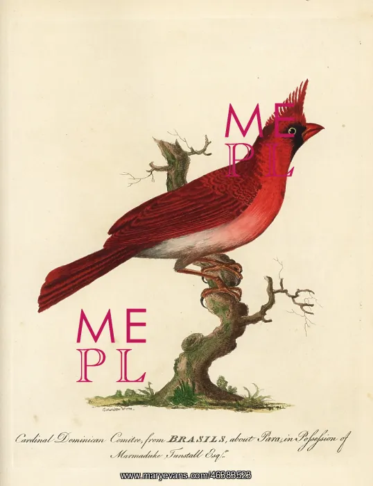 : Long-crested northern cardinal, Cardinalis : Long-crested northern cardinal, Cardinalis