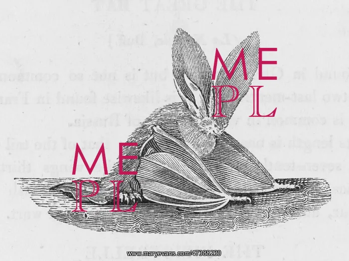 : LONG-EARED BAT (BEWICK) : LONG-EARED BAT (BEWICK)