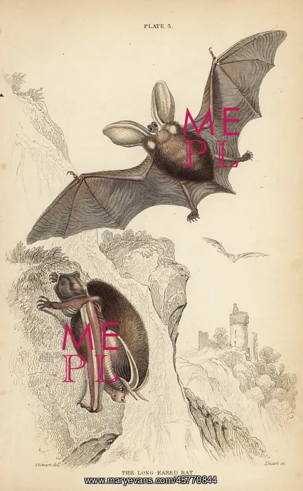 : Long-eared bat, Plecotus auritus (vulnerable) : Long-eared bat, Plecotus auritus (vulnerable)