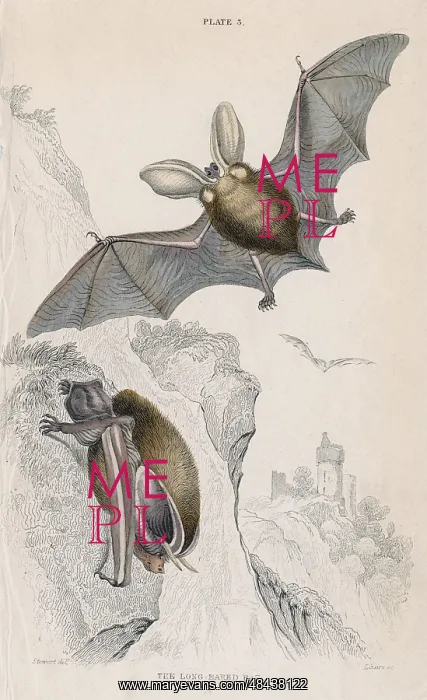 : Long-eared Bat (Plectorus auritus), small mouse-like : Long-eared Bat (Plectorus auritus), small mouse-like
