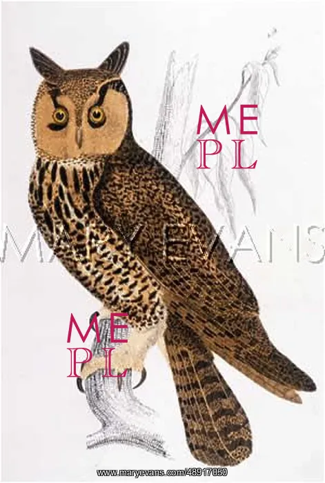  : LONG-EARED OWL