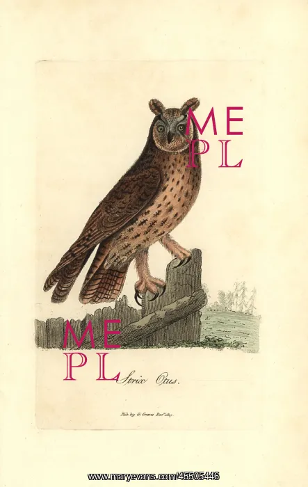 : Long-eared owl, Asio otus : Long-eared owl, Asio otus