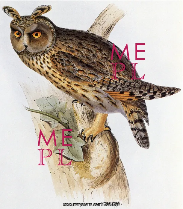  : Long-Eared Owl, Asio otus