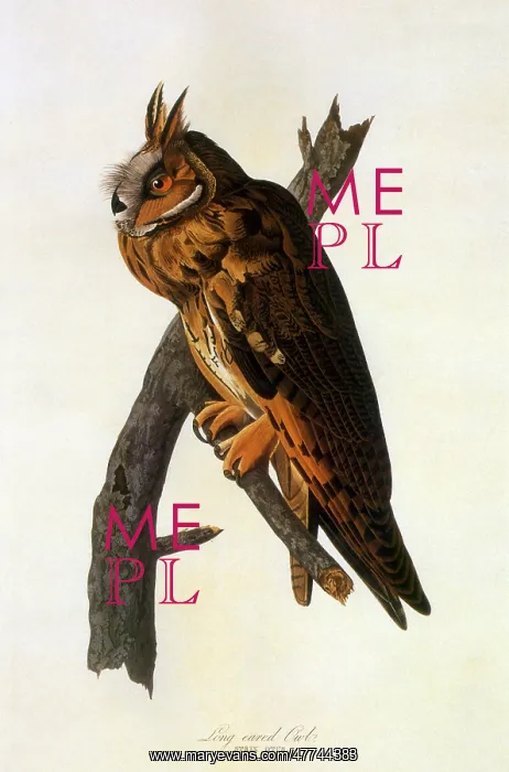  : Long-eared Owl (Asio otus)